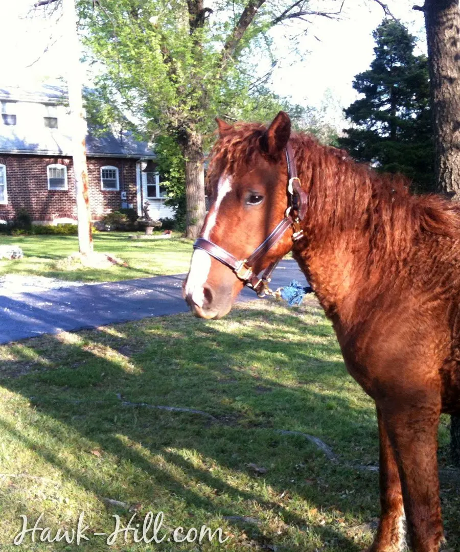 chestnut mare in front of hawk hill house