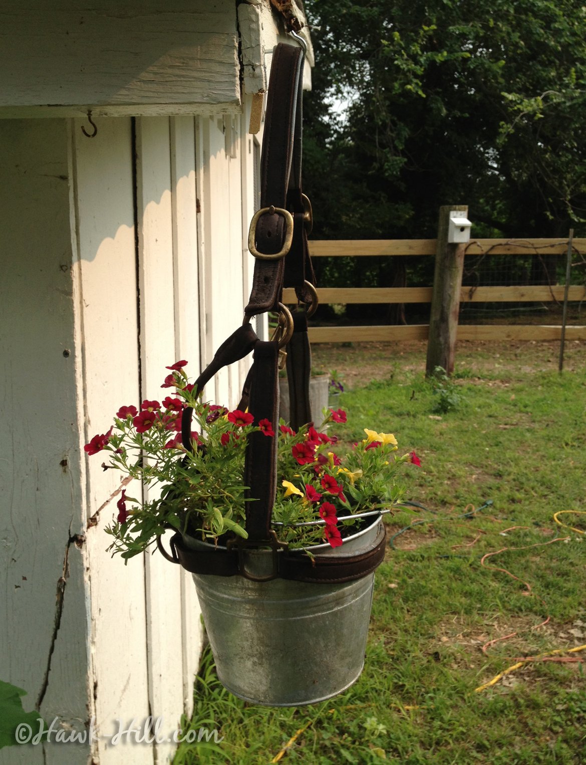 Old Horse Halter & Galvanized Bucket used as Hanging Planter - Hawk-Hill.com