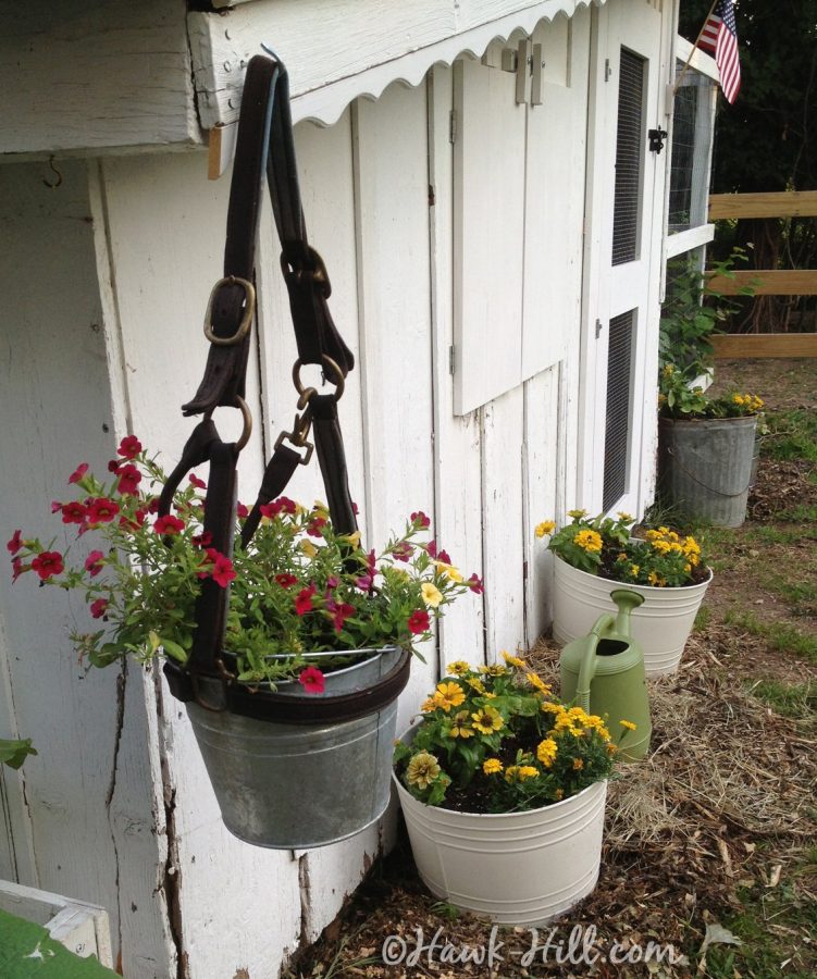 Plants for Chicken Coop Runs Landscape for Shade and Forage Hawk Hill