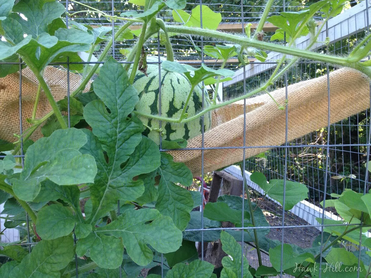 Watermelon growing vertically on chicken coop - Hawk-Hill.com