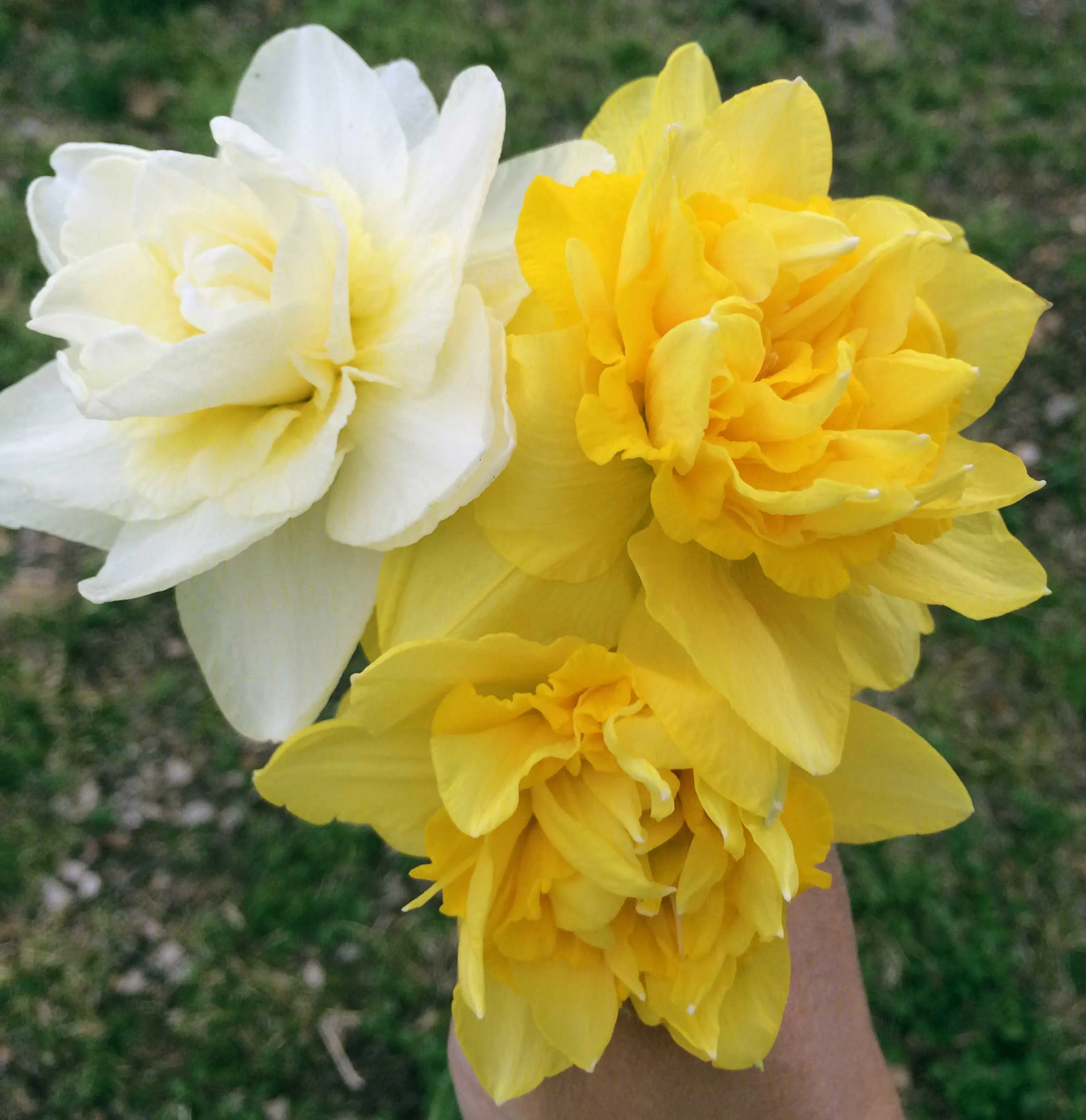 Double Daffodils; Rose of May (white) and Dick Wilden (yellow) varieties. 