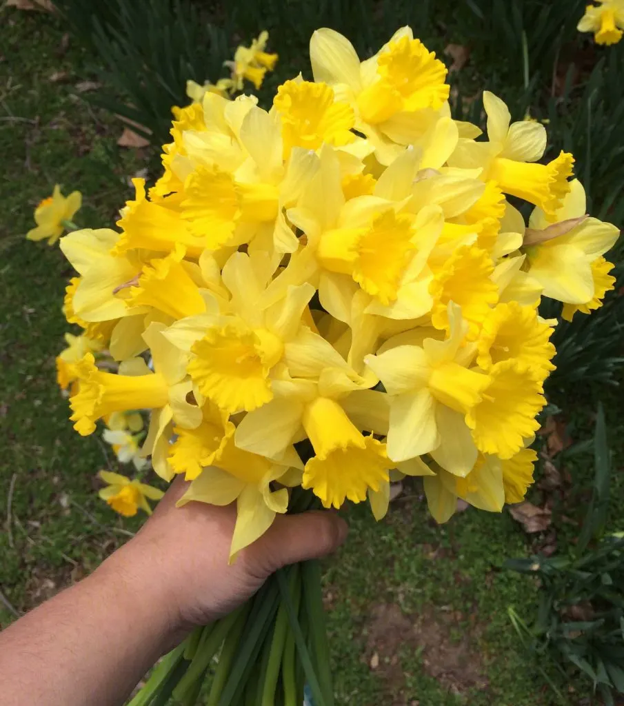 A bouquet of naturalized daffodils cut from around an old homestead