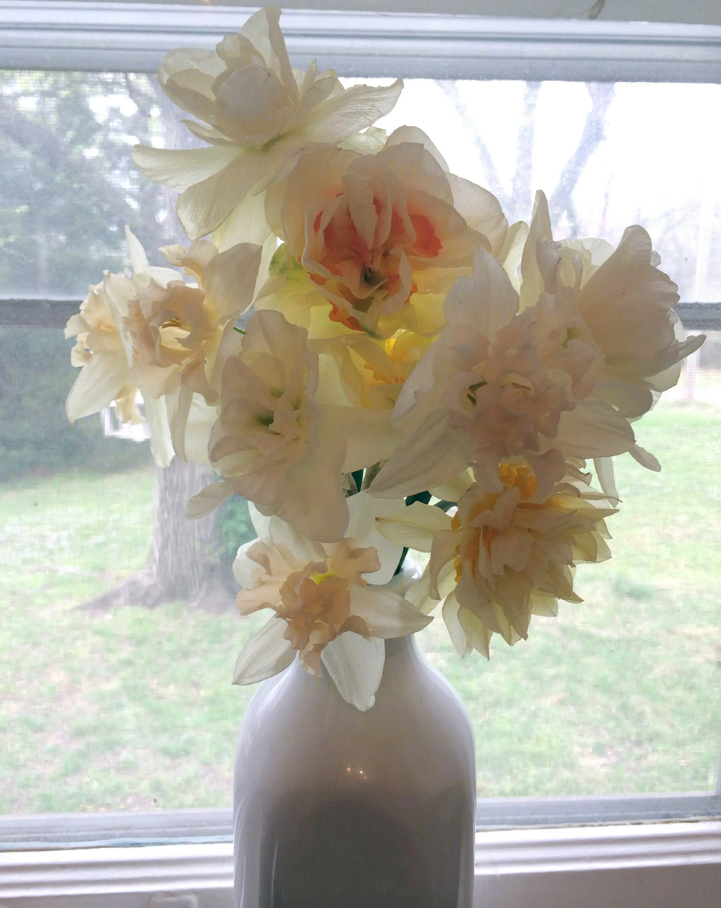 Bouquet of White Double Daffodils.
