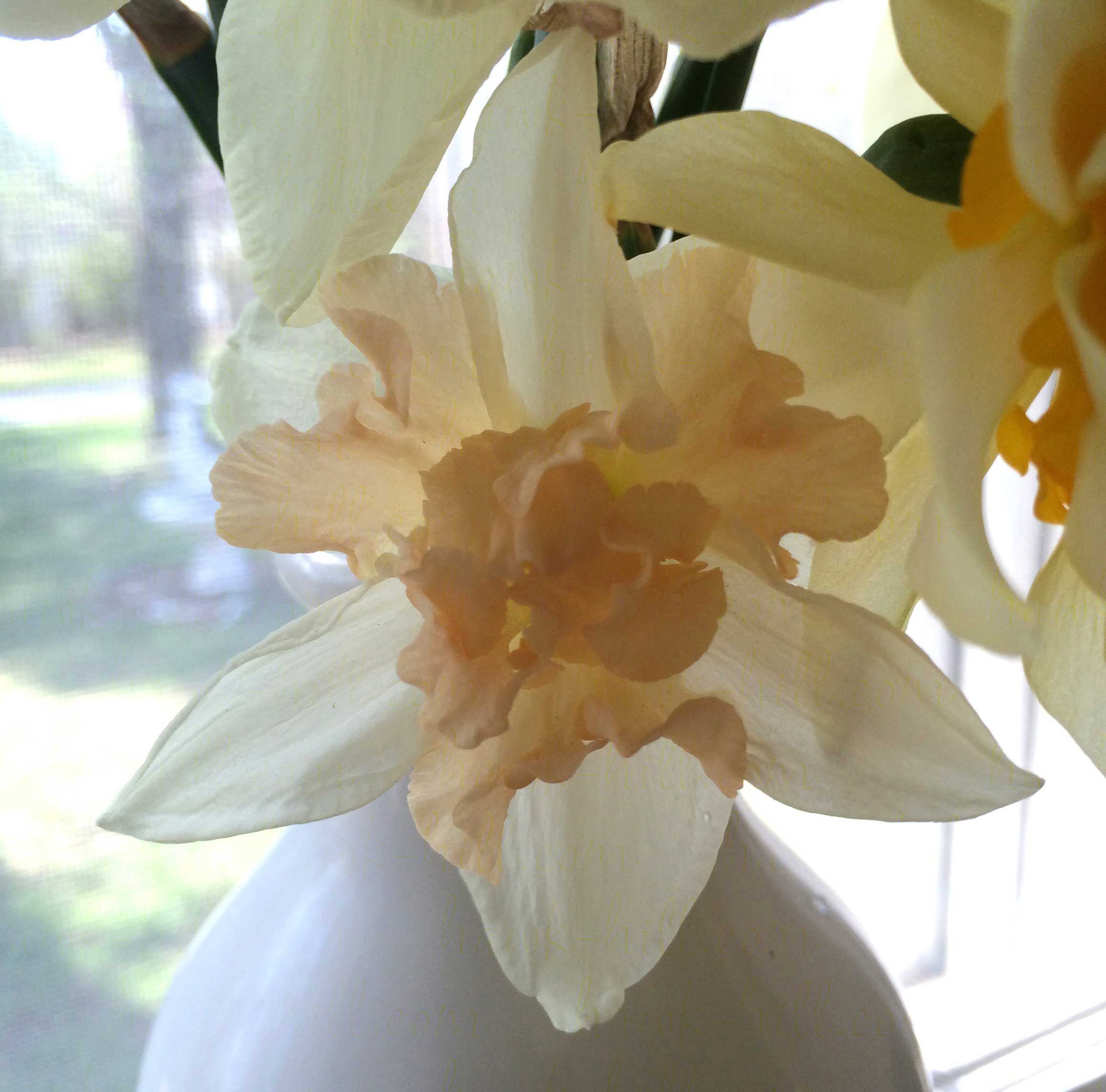 Palmares Daffodils in a bouquet of cut flowers.