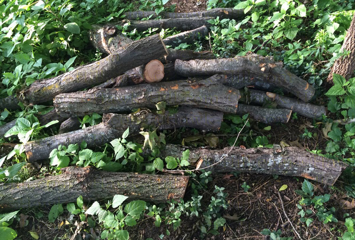 logs harvested from fallen tree