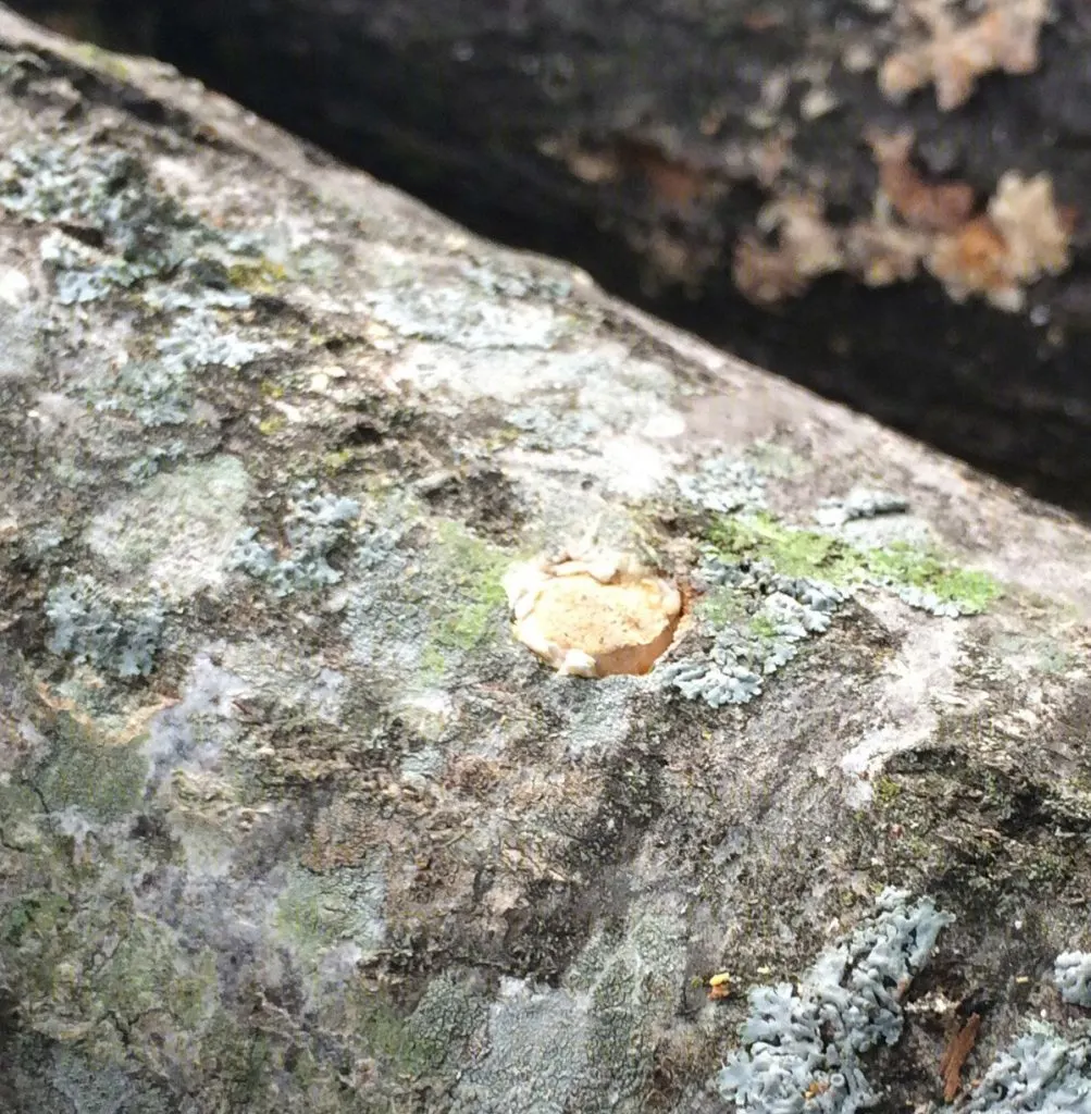 Mushroom logs
