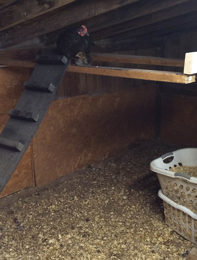 chicken and chick roosting in a sloped-roof chicken coop