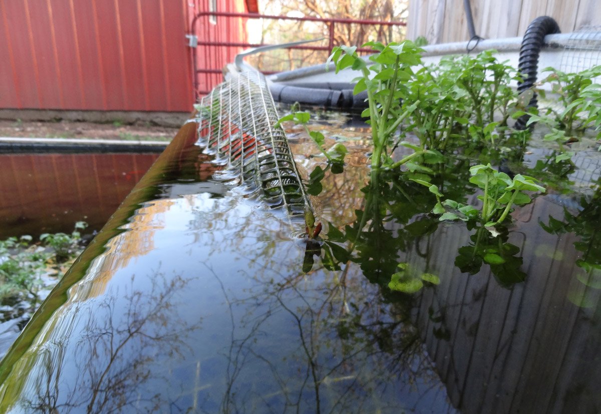 Watercress- which you can find at most grocery stores, loves a cool temperature pond and the massive root system does a great job filtering water. Watercress prefers moving water- I keep my watercress stable at the top of a waterfall using a piece of hardware cloth.