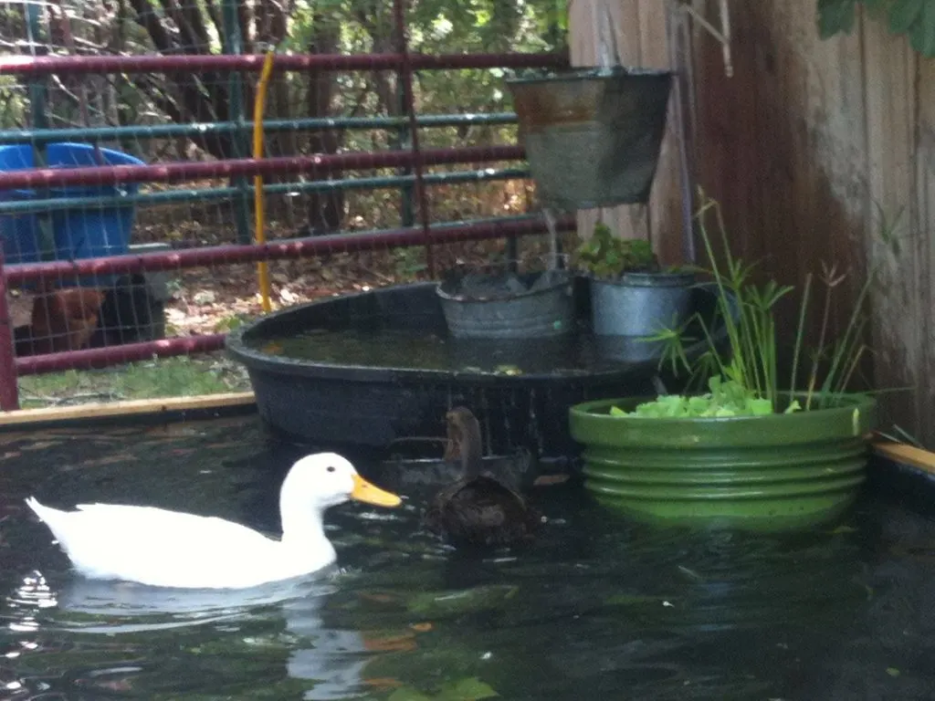 pekin duck in backyard pond