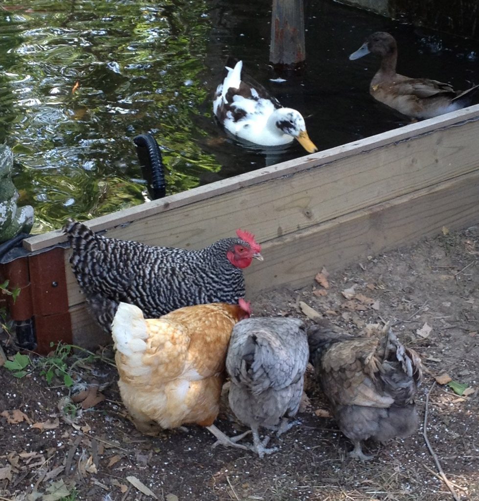 above ground pond with chickens