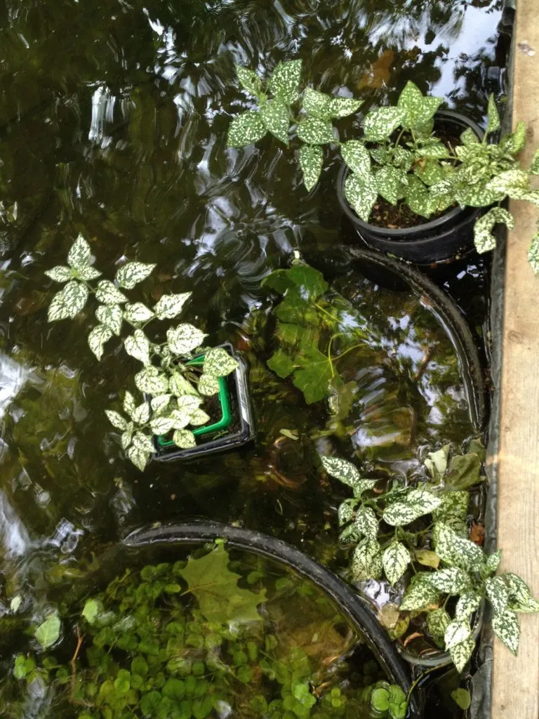 I was pleasantly suprized the hypostatis (aka Polka Dot Plant - a common houseplant) enjoys it's roots sitting in a pond in the warm months. The underwater growth is creeping Jenny- a cheap and easy to propagate perinneal that prefers to be above the waterlevel but tolerates submersion. 