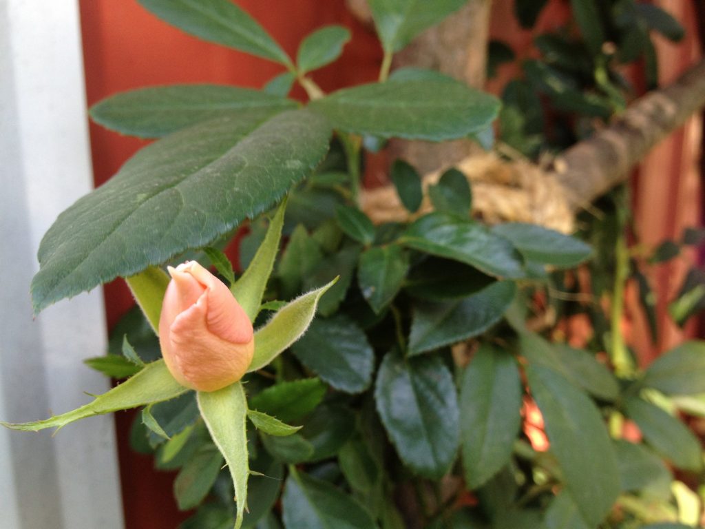 Roses growing on homemade trellis