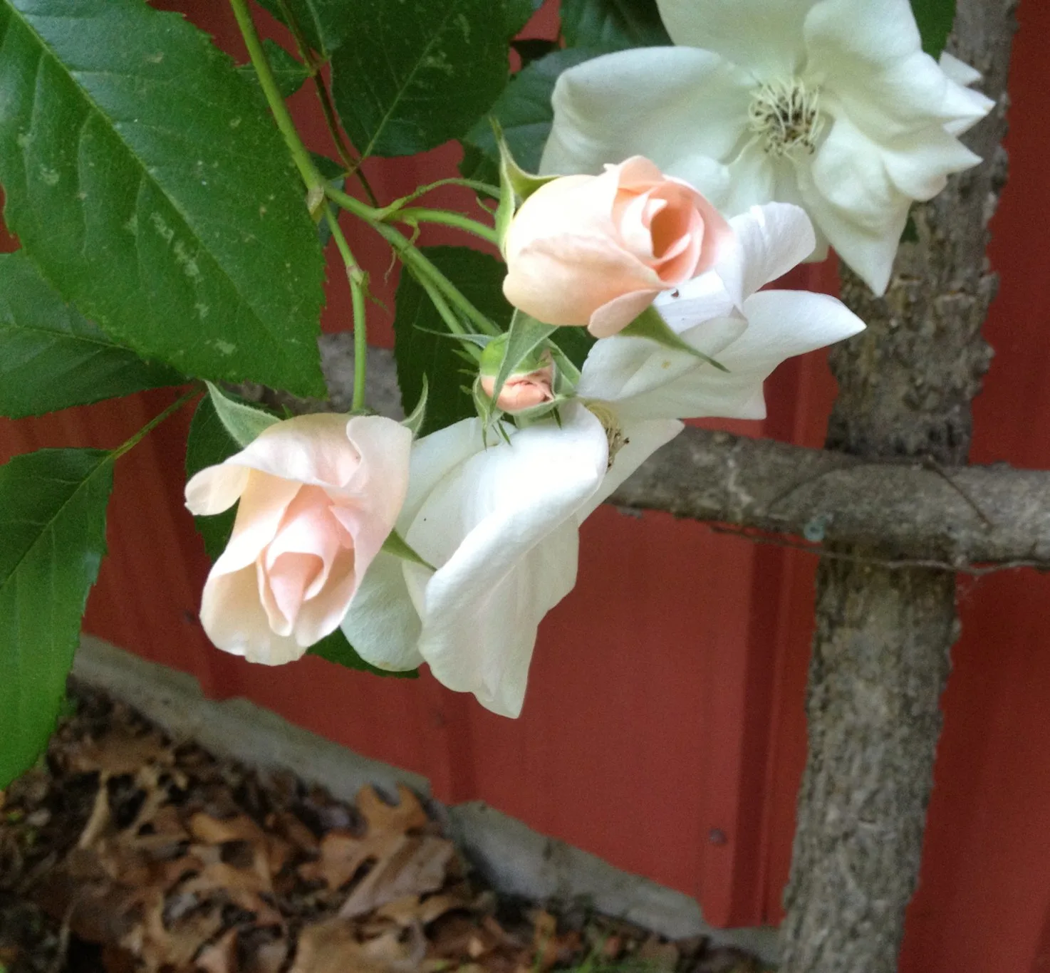 Roses growing on trellis made from chopped wood