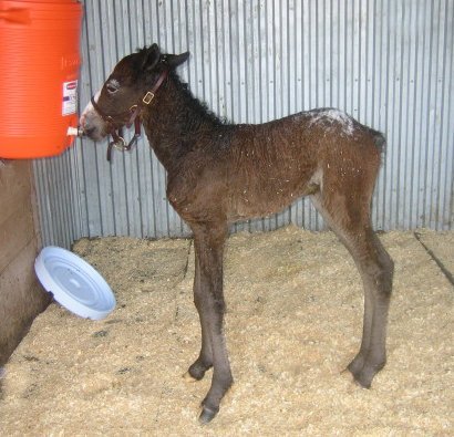 orphan foal feeding from a cooler of milk