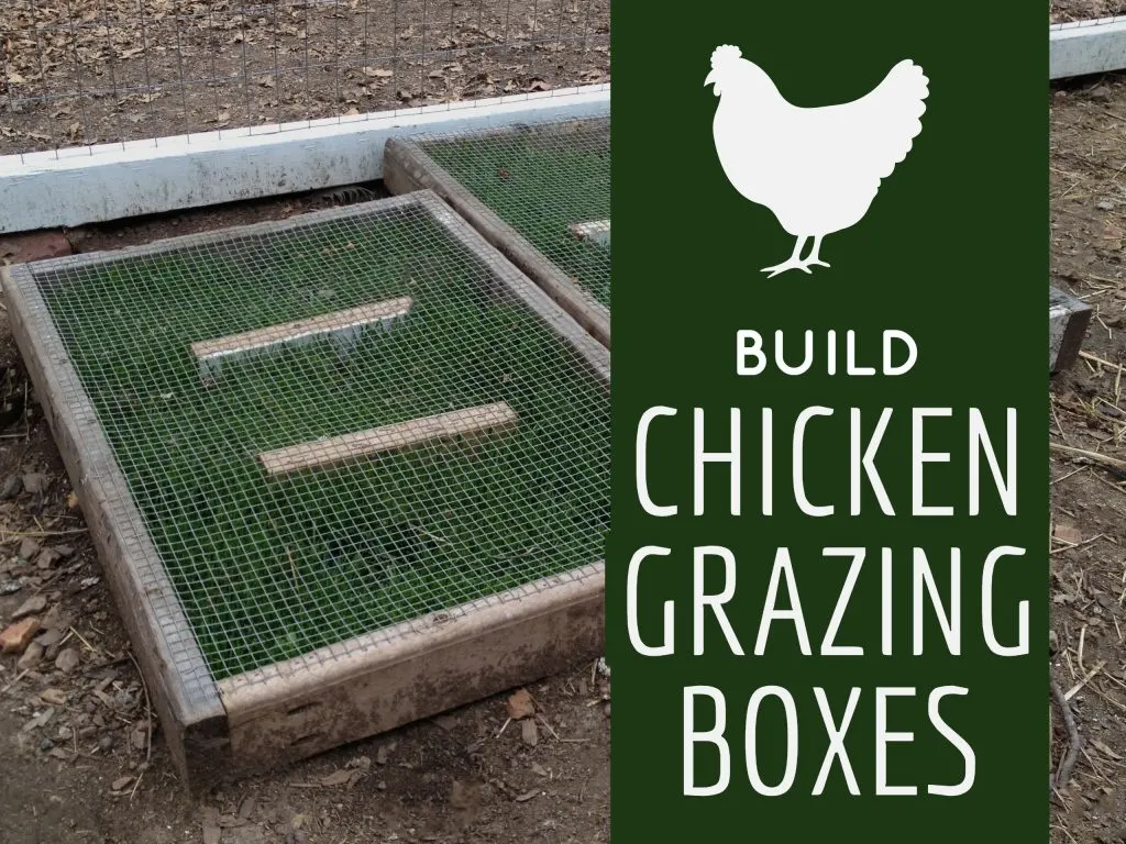 DIY building chicken grazing boxes that keep greens available to cooped chickens