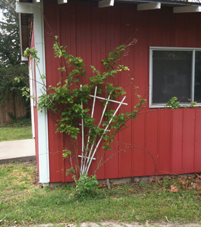 An undersized metal trellis leans under the weight of a climbing rose. 
