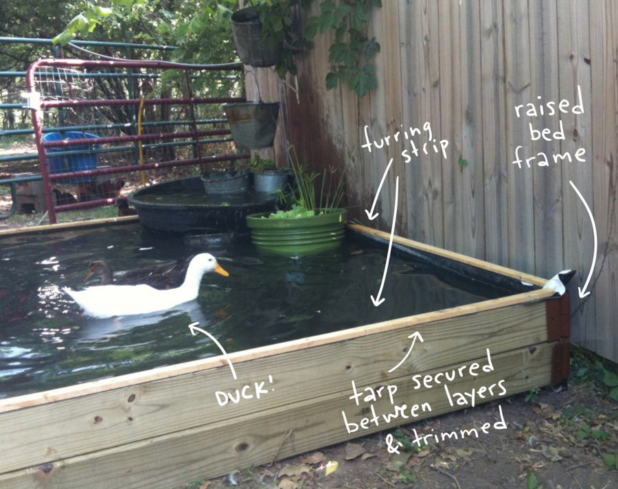 duck in pond, with text overlay illustrating construction.