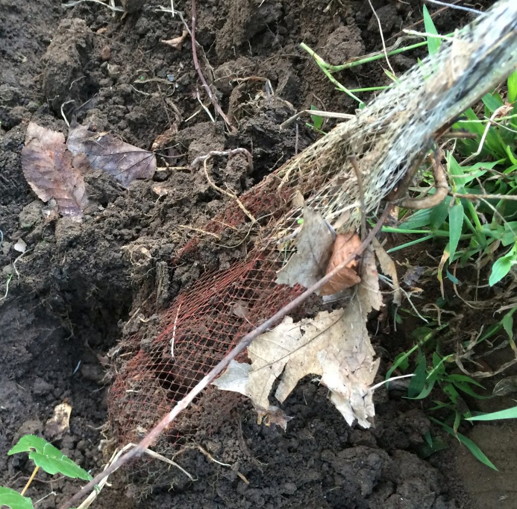 Daffodil bulbs in a mesh planting bag.