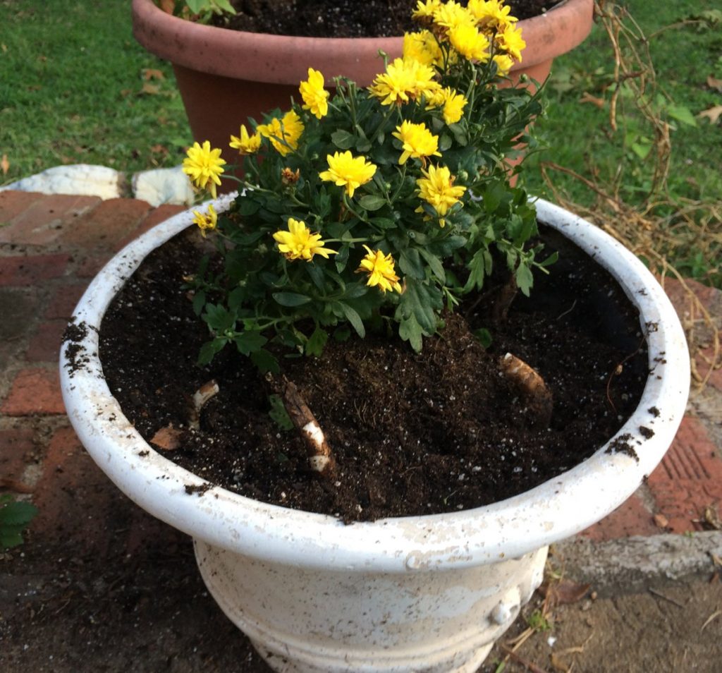 companion planting daffodils and mums