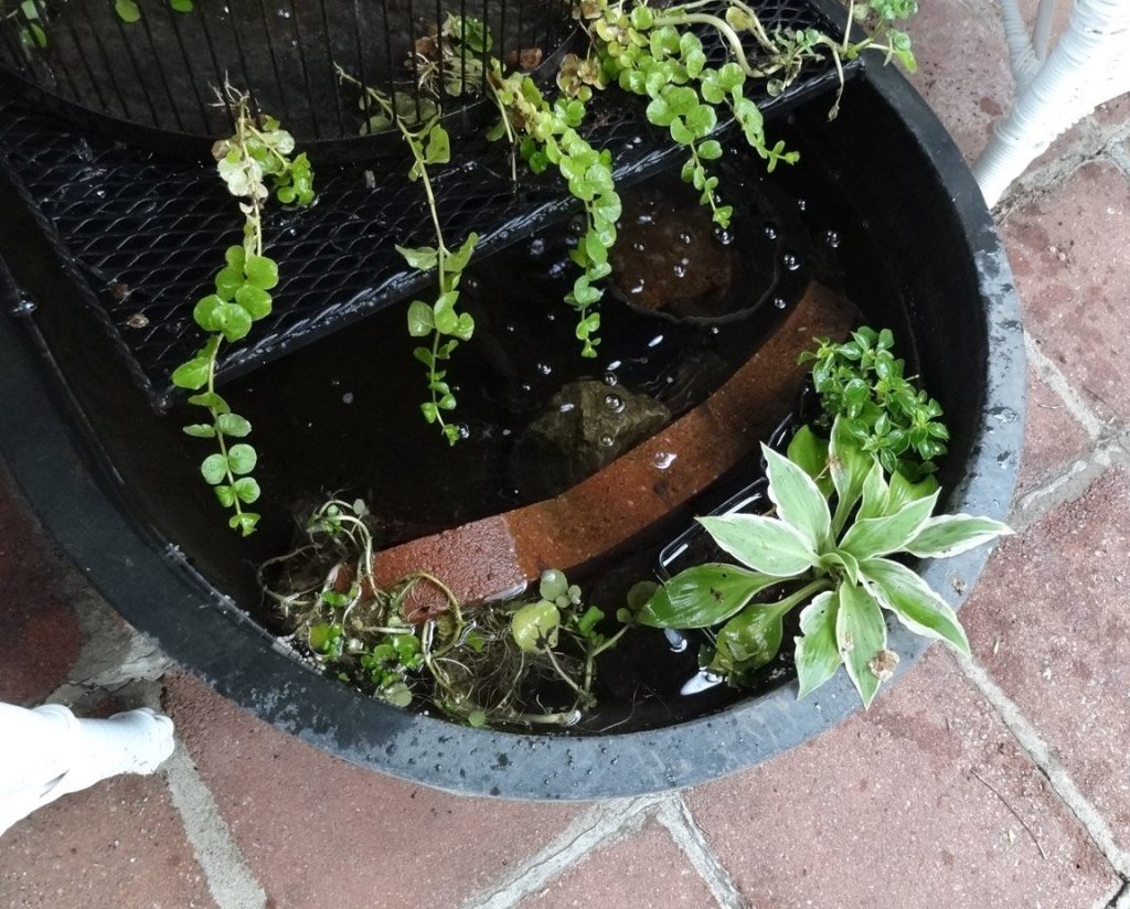 hostas, impatiens, creeping jenny, and watercress in porch water features
