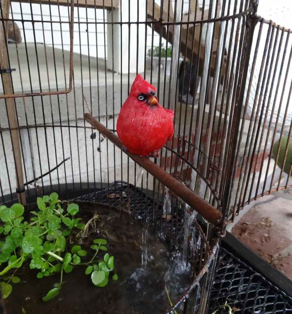 cardinal in birdcage water feature