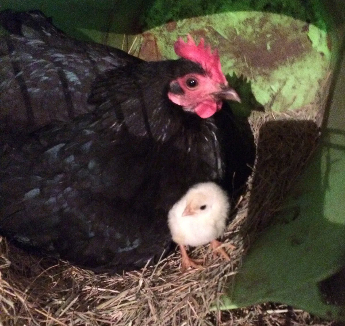 moving a hen sitting on eggs