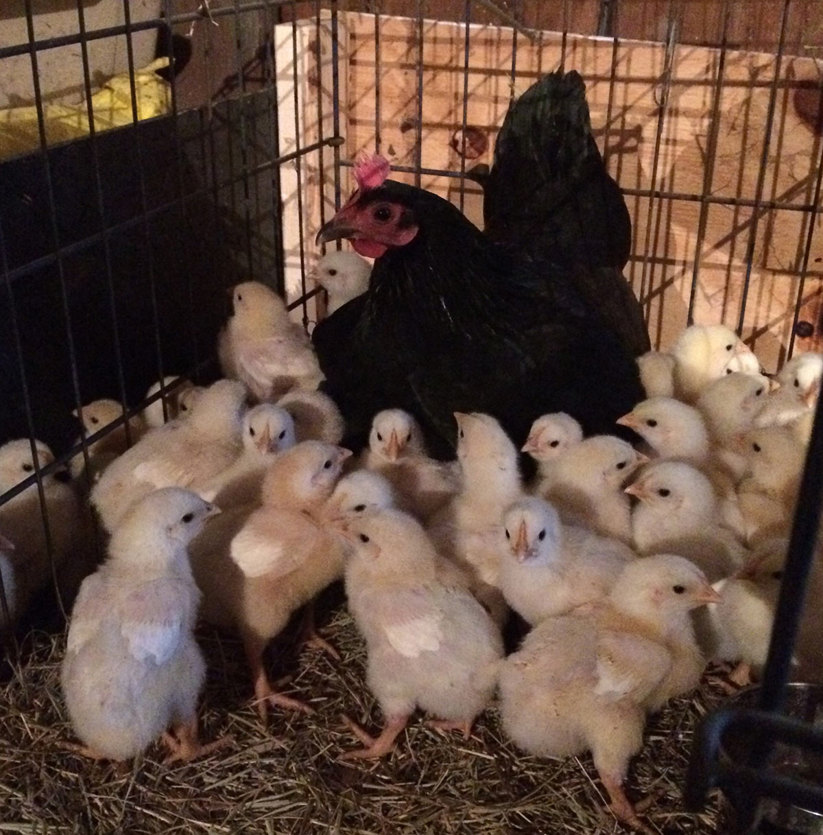 Broody hen with hatcher cornish cross chicks