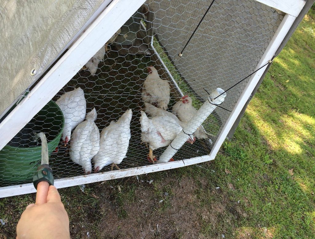 Cornish Cross Chickens in Lightweight DIY Chicken Tractor - Hawk-Hill.com