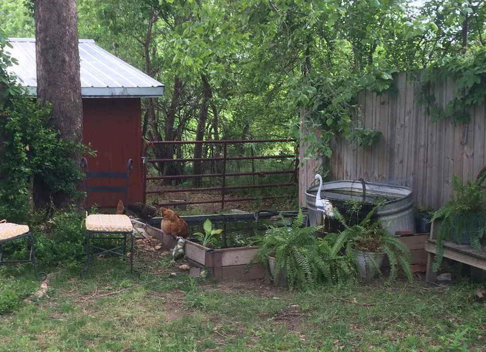 Hawk Hill's above ground pond, constructed from a tarp and raised bed kit