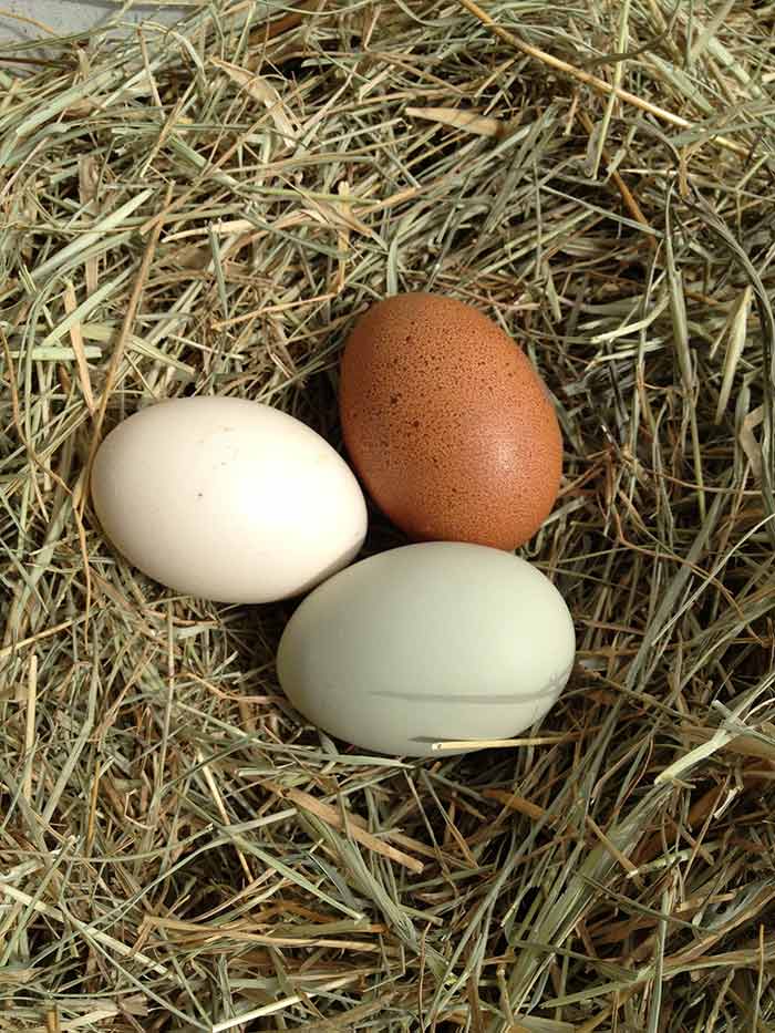 One of the best parts of keeping several breeds of chickens is the assortment of egg colors to collect.