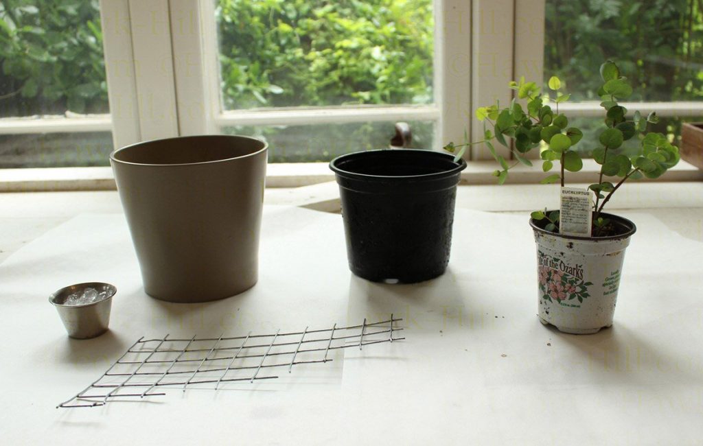 Step by step instructions for repotting a eucalyptus as a houseplant 52