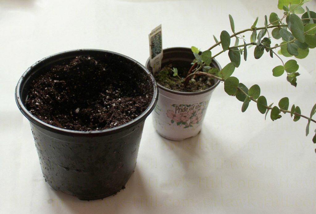 Step by step instructions for repotting a eucalyptus as a houseplant 71