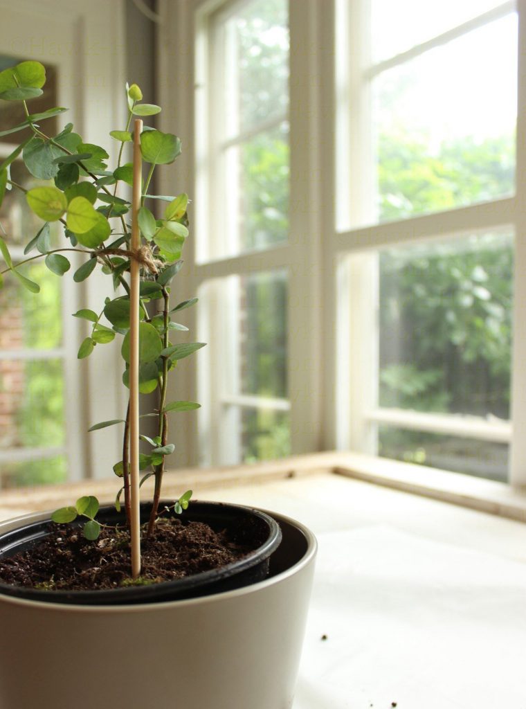 Step by step instructions for repotting a eucalyptus as a houseplant 83