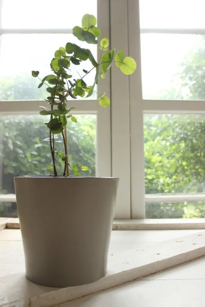 Step by step instructions for repotting a eucalyptus as a houseplant 86