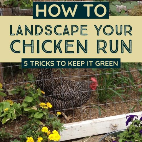 Plants for Chicken Coop Runs | Landscape for Shade and Forage