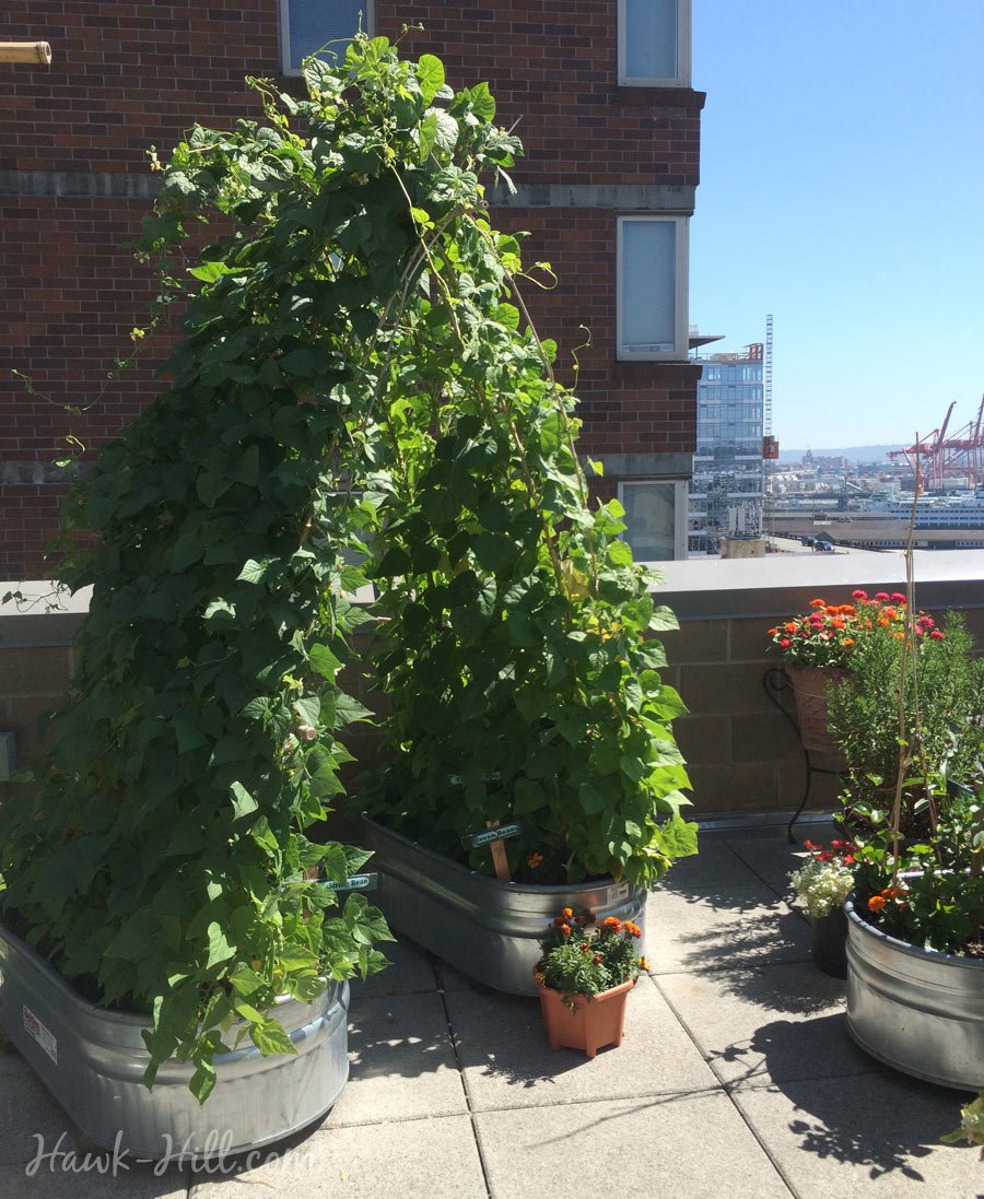 Green beans growing at Pike Place Market's secret free rooftop garden