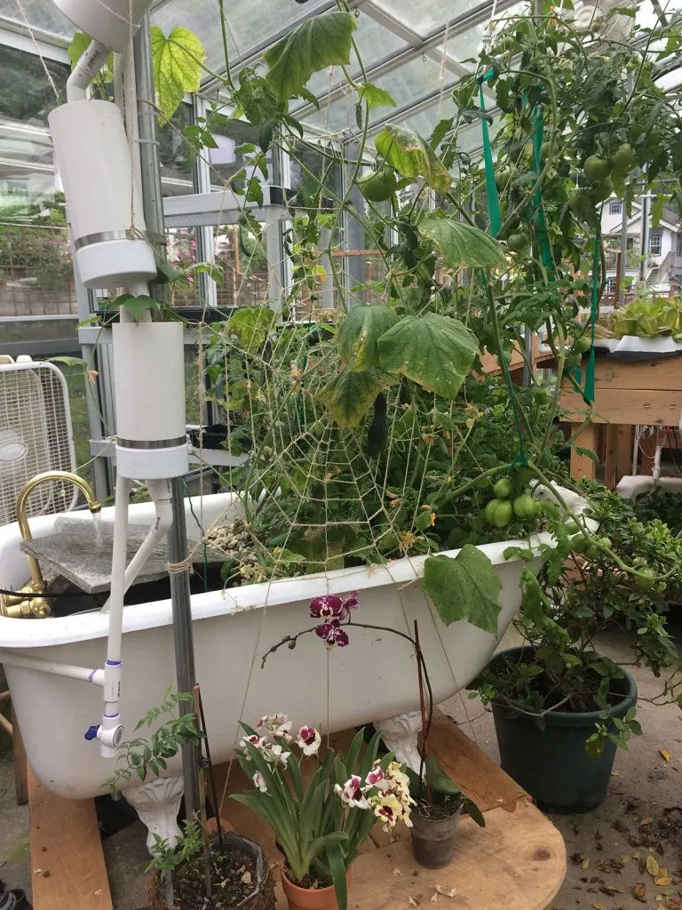This whimsical garden in a greenhouse features a cast iron tub and a hand tied spider web trellis made from string.