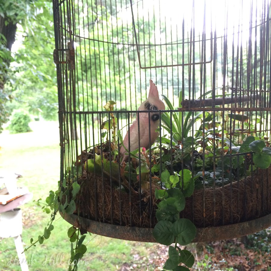 Vintage Bird completes this Birdcage turned Planter