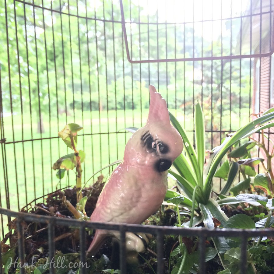 Vintage Bird completes this Birdcage turned Planter