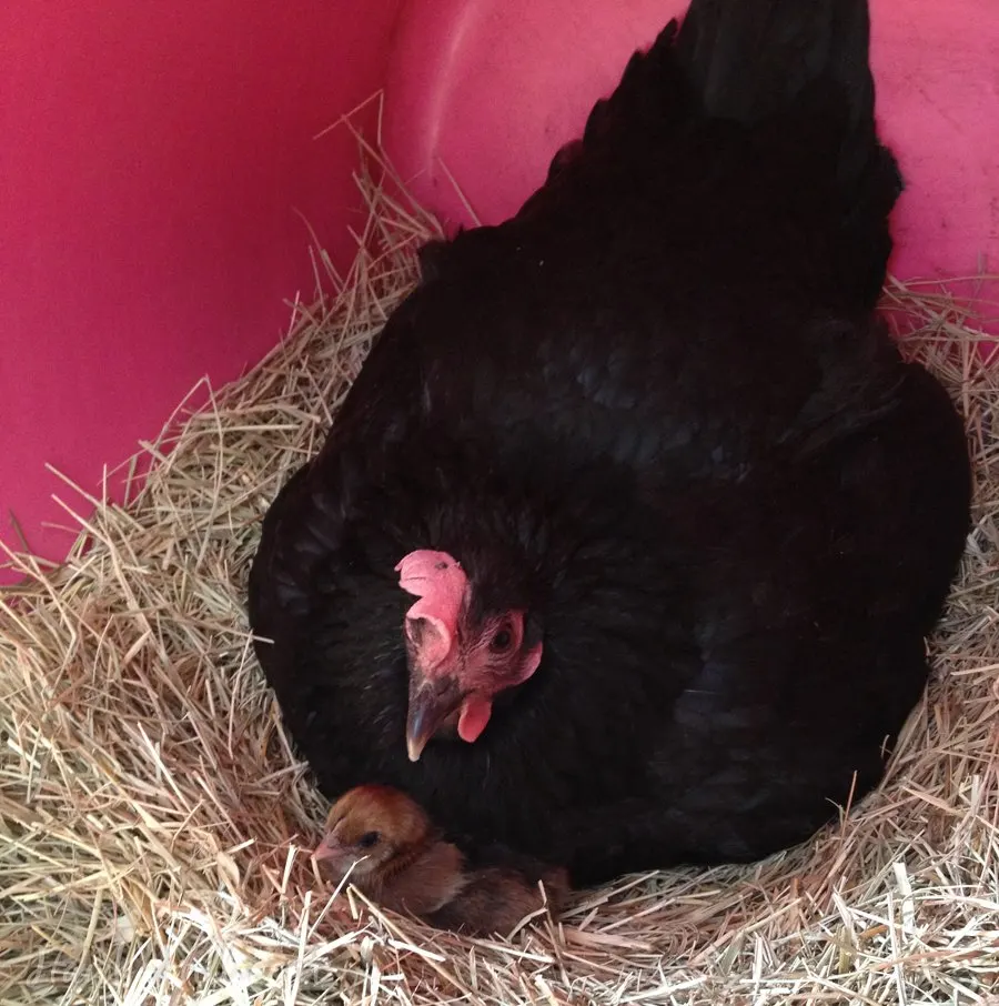 broody hen with chick in bucket
