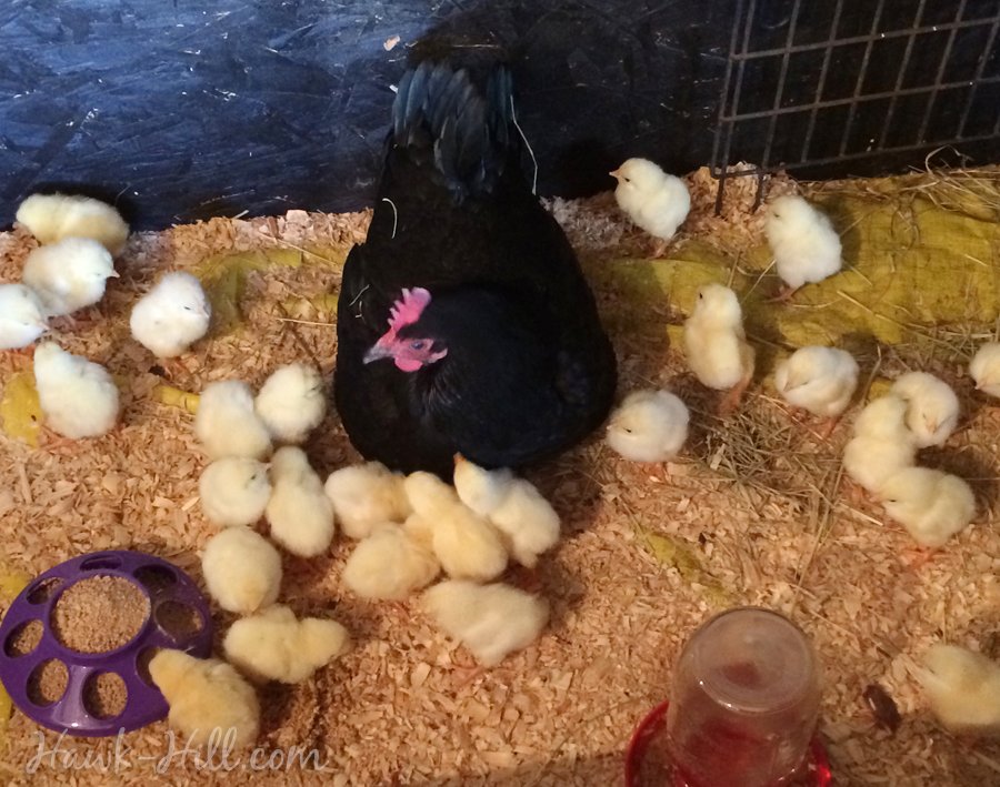 Handled well, a broody hen in the chicken brooder can boost survival rates of chicks