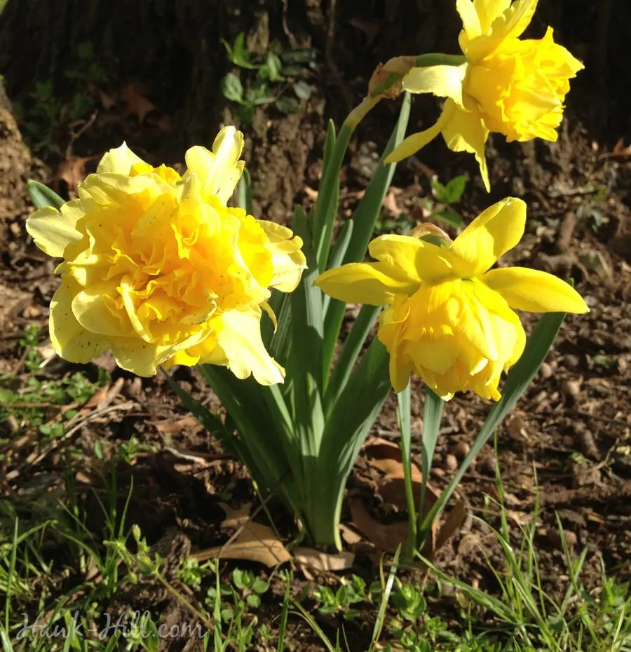 Daffodils blooming in mulch.