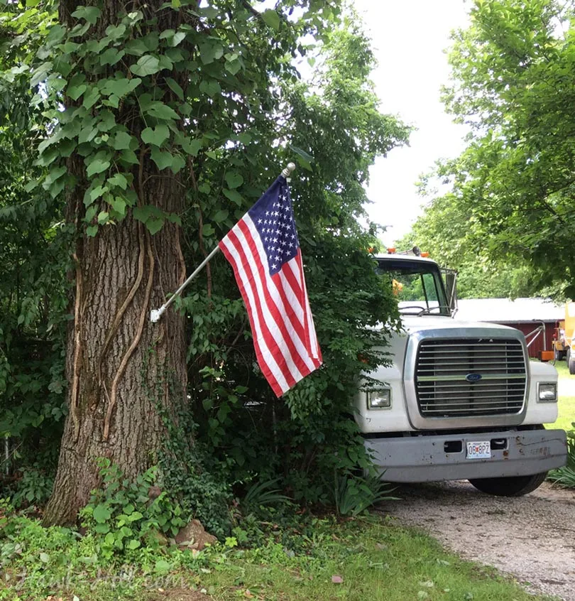 flag mounted on tree