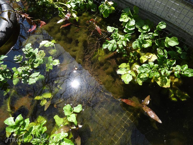 watercress growing in the water feature of a vegetable garden