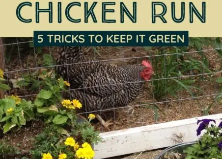 How to landscape your chicken coop run to keep it green and lush all summer long
