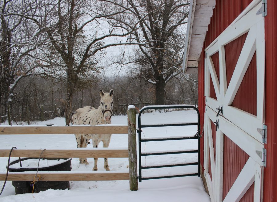 if a winter storm cuts power, plan ahead so your horses can have clean, thawed drinking water