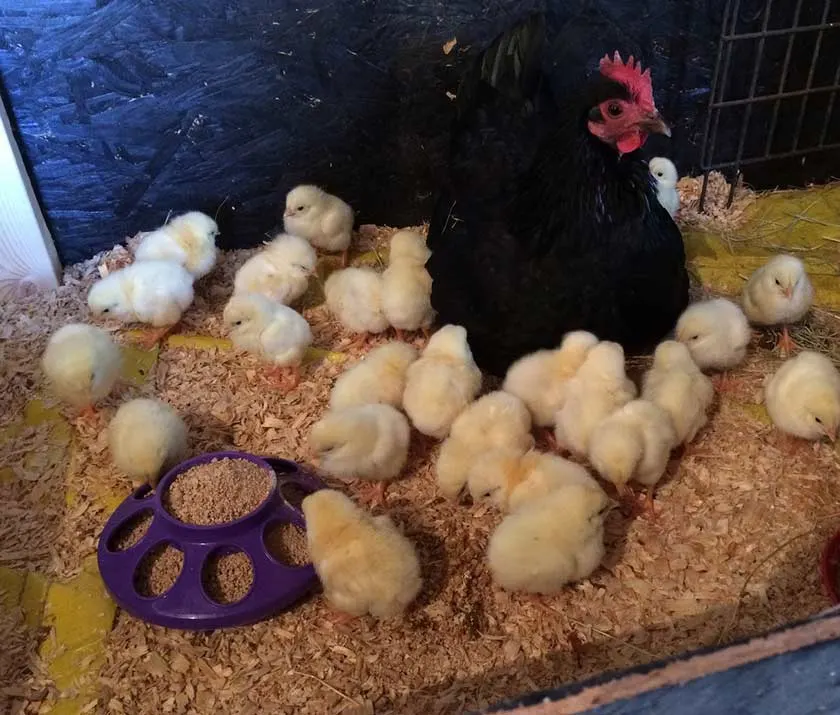 A broody hen made keeping my young chicks warm easier and cheaper