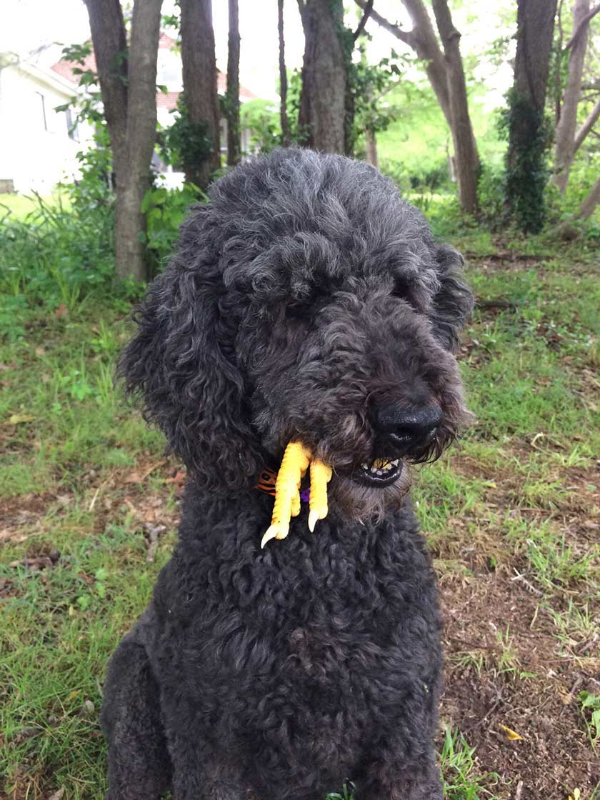 Chicken feet make safe raw-food treats for dogs, if you don't use them for culinary purposes