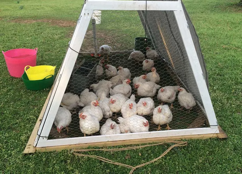  I use to this chicken tractor to raise meat birds for butchering