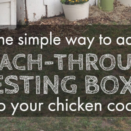 Adding Reach-Through Nesting Boxes to a Vintage Chicken Coop
